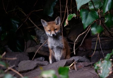 Fox cubs emerging from their garden den