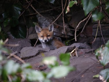 Fox cubs emerging from their garden den