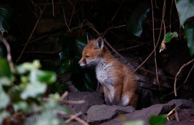 Fox cubs emerging from their garden den