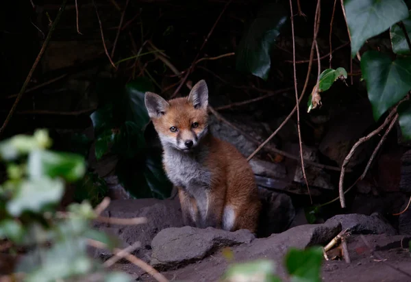 Fox cubs emerging from their garden den