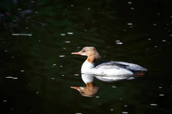 Goosander Fêmea Nadando Rio — Fotografia de Stock