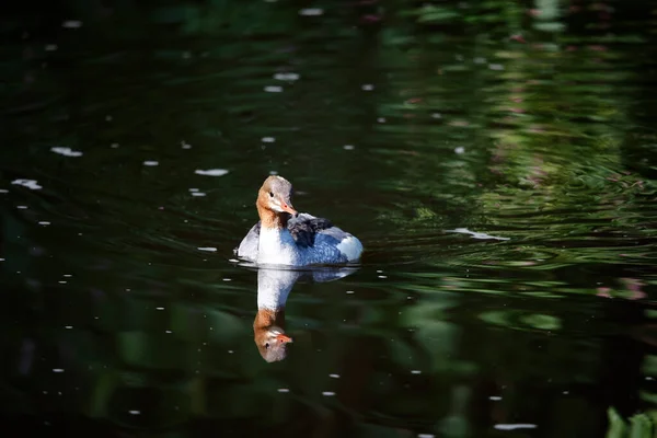 Goosander Fêmea Nadando Rio — Fotografia de Stock