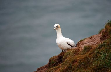 Kuzey Yorkshire 'daki kayalıklarda sümsük kuşları