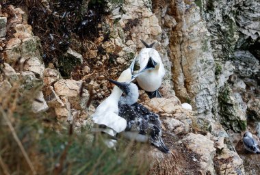 Kuzey Yorkshire 'daki kayalıklarda sümsük kuşları