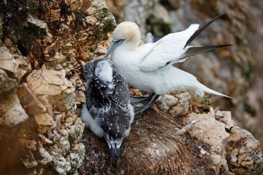 Kuzey Yorkshire 'daki kayalıklarda sümsük kuşları