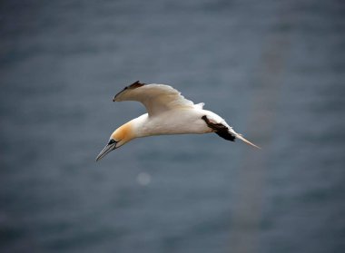 Kuzey Yorkshire 'daki kayalıklarda sümsük kuşları
