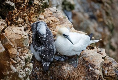 Kuzey Yorkshire 'daki kayalıklarda sümsük kuşları