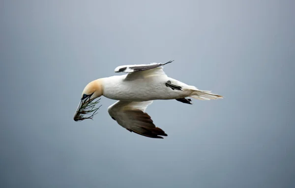 Gannets Nas Falésias North Yorkshire — Fotografia de Stock