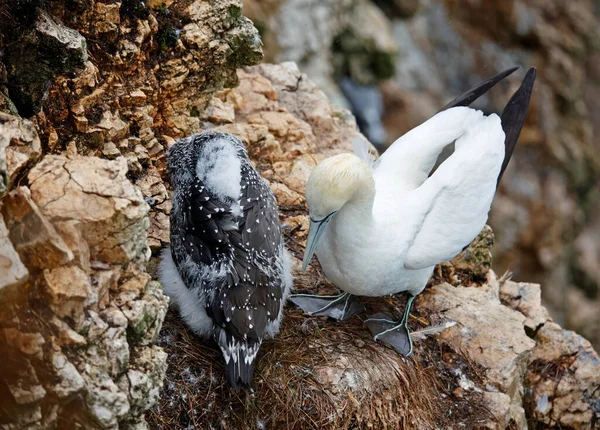 Gannets Los Acantilados Yorkshire Del Norte — Foto de Stock