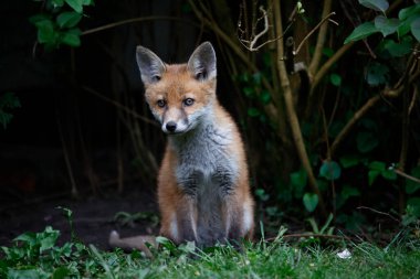 Yavru tilki bahçede oturdu.