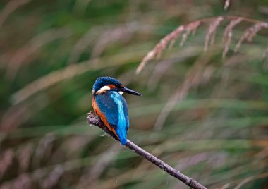 Genç balıkçı göl kenarına tünemiş.