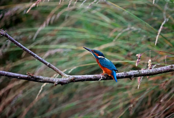 Juvenile Kingfisher Perched Lake Edge — Stock Photo, Image