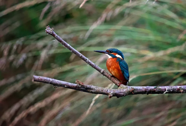 Juvenil Kingfisher Empoleirado Borda Lago — Fotografia de Stock