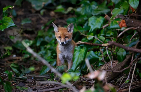 Stadtfuchsjunge Erkunden Den Garten — Stockfoto