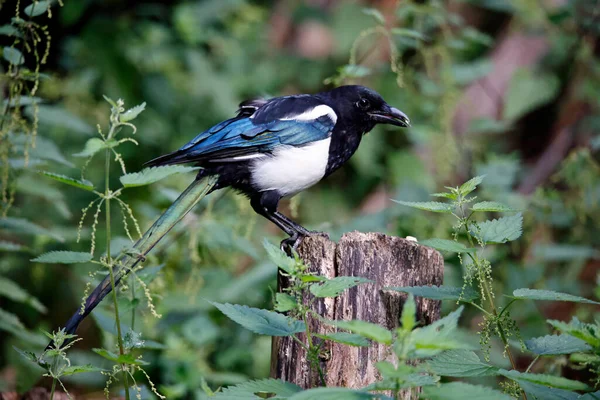 Magpie Forrageamento Para Alimentos Floresta — Fotografia de Stock