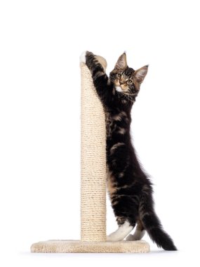 Şirin, siyah tekir kedisi Maine Rakun kedi yavrusu. Küçük bir kazığa uzanmış yan yolları var. Kameraya doğru bakıyorum. Beyaz bir arkaplanda izole edilmiş.