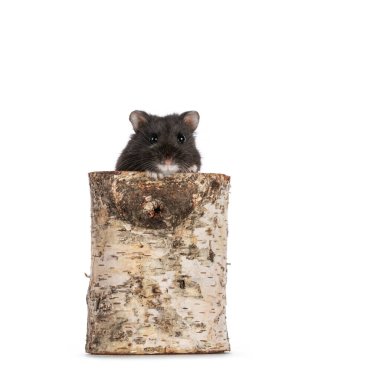 Şirin, küçük, siyah Campbelli hamster bir huş ağacının tepesinde oturuyor. Direkt objektife bakıyorum. beyaz arkaplanda izole edilmiş.