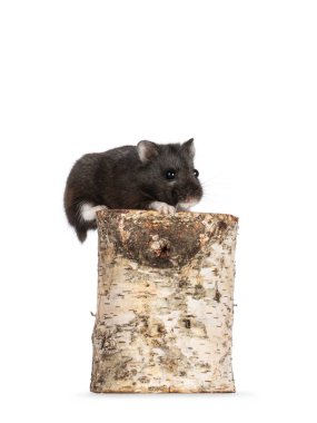 Şirin, küçük, siyah Campbelli hamster bir huş ağacının tepesinde oturuyor. Lenslerin yanına bakıyorum. beyaz arkaplanda izole edilmiş.