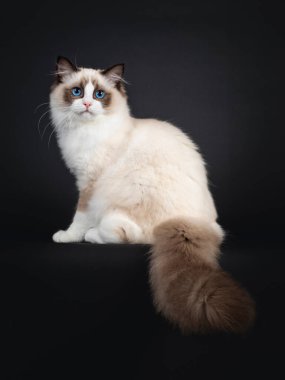 Şirin fok balığı iki renkli Ragdoll kedi yavrusu kuyruğu aşağı sarkmış kenarda oturuyor. Büyüleyici mavi gözlerle merceğe bakıyorum. Siyah bir arkaplanda izole edilmiş.