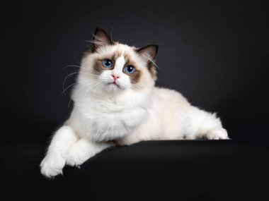 Sevimli fok yavrusu kedi yavrusu kedi yavrusu, kenarlara uzanmış, ön pençeleri sarkık, gevşek. Büyüleyici mavi gözlerle kameraya bakıyorum. Siyah bir arkaplanda izole edilmiş.