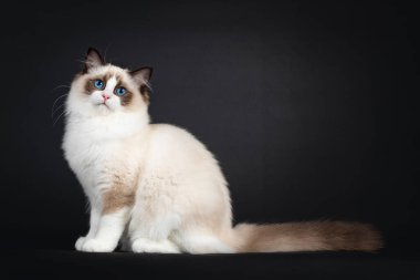 Şirin fok balığı iki renkli Ragdoll kedi yavrusu, yan yana oturuyor, kuyruğu vücudun arkasında gerilmiş. Büyüleyici mavi gözlerle kameranın yanına bakıyordu. Siyah bir arkaplanda izole edilmiş.