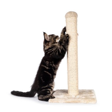 Etkileyici siyah tekir kedisi Maine Rakun, tırmalama direğine karşı dimdik ayakta duruyor. Direğe doğru bakıyorum. Beyaz bir arkaplanda izole edilmiş.