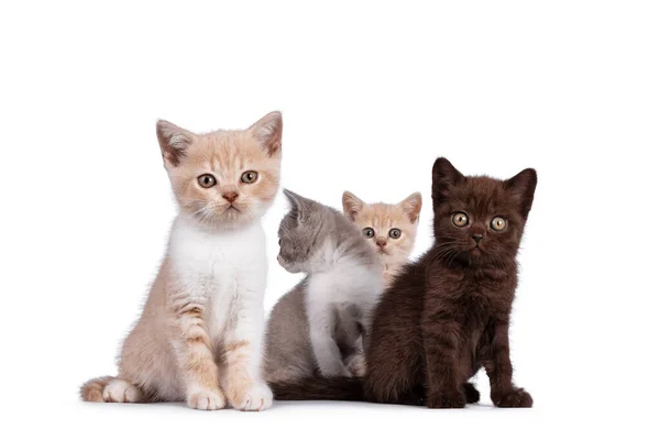Grupo Gatos Británicos Color Shorthair Pie Sentados Juntos Todos Frente — Foto de Stock