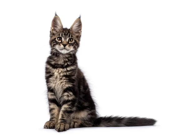 Adorable Classic Black Tabby Maine Coon Cat Kitten Sitting Straight — Stock Photo, Image