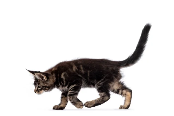 Adorável Clássico Preto Tabby Maine Coon Gato Gatinho Caminhando Caminhos — Fotografia de Stock