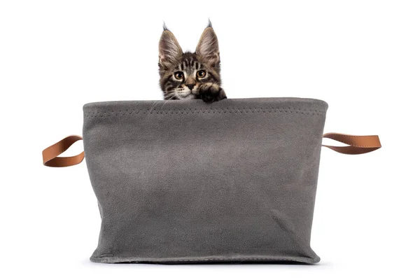 Adorável Clássico Preto Tabby Maine Coon Gato Gatinho Sentado Cesta — Fotografia de Stock
