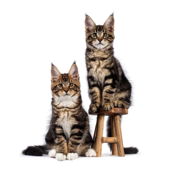 Két Imádnivaló Maine Mosómedve Macska Cica Egymás Mellett Mellett Kis — Stock Fotó