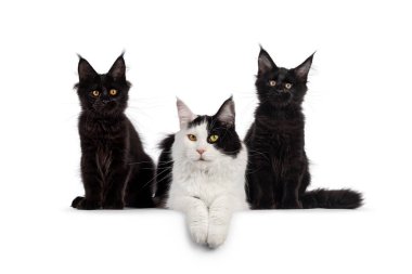 Siyah ve beyaz Maine Rakun kedisi. On iki katı siyah kedi yavrusu. Herkes kameraya bakıyor. Beyaz bir arkaplanda izole edilmiş.