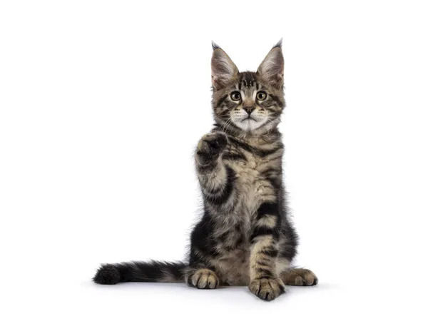 Beautiful Maine Coon Cat Kitten Sitting Facing Front One Paw — Stock Photo, Image