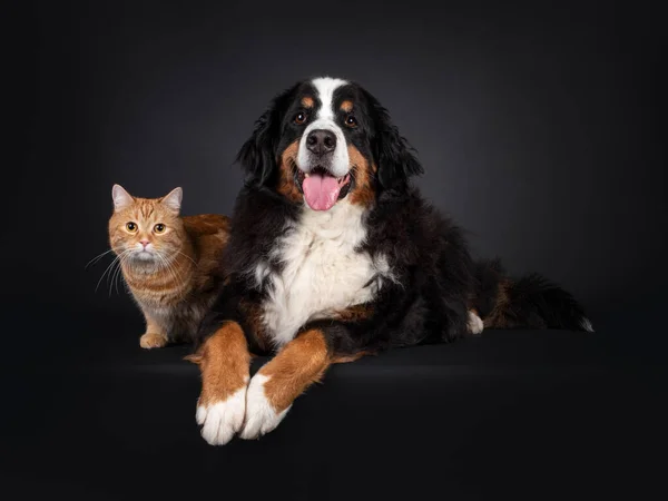 Görkemli Berner Sennen köpeği kırmızı yetişkin kedinin yanında yatıyordu. İkisi de kameraya bakıyor. Alışılmadık arkadaşlar. Siyah bir arkaplanda izole edilmiş.