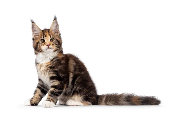 Entzückendes Schildpatt Maine Coon Katzenkätzchen Seitlich Sitzend Blickt Mit Süßen — Stockfoto