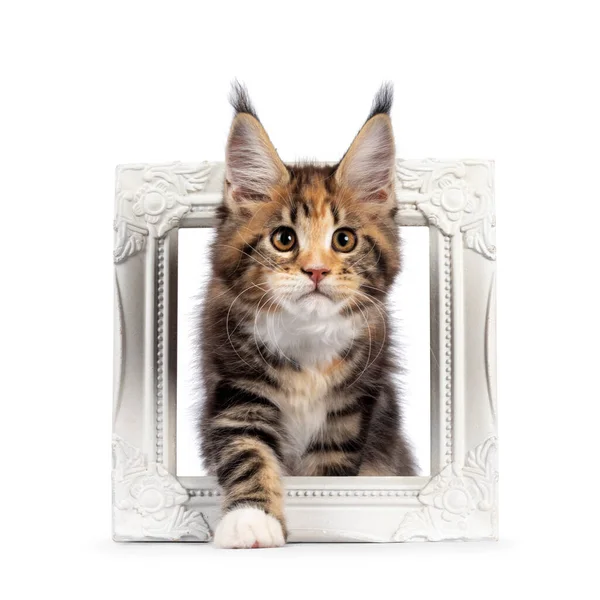 Adorable Tortie Maine Coon Cat Kitten Stepping White Picture Frame — Stock Photo, Image