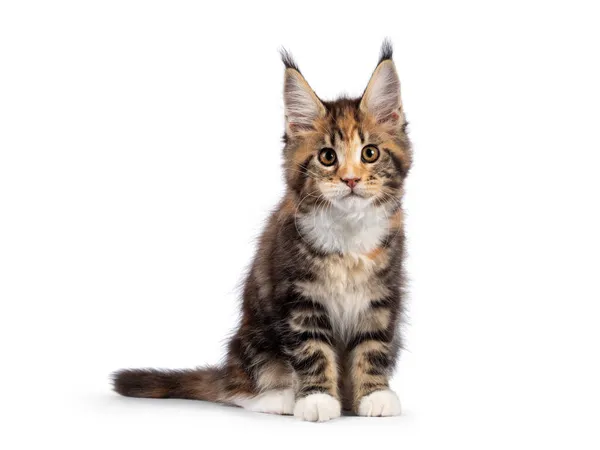 Tortie Adorável Maine Coon Gato Gatinho Sentado Frente Para Frente — Fotografia de Stock
