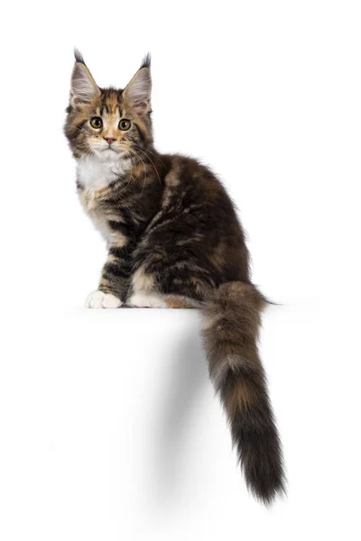 Entzückendes Schildpatt Maine Coon Katzenkätzchen Das Seitlich Rand Sitzt Blickt — Stockfoto