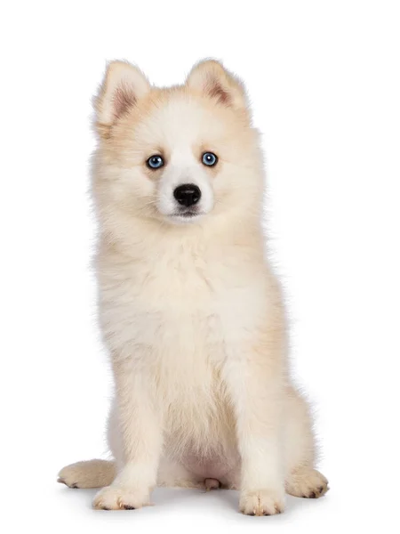 愛らしいふわふわのポムスキー犬の子犬 正面に直面して座っている 青い目のカメラを向いている 白い背景に隔離された — ストック写真
