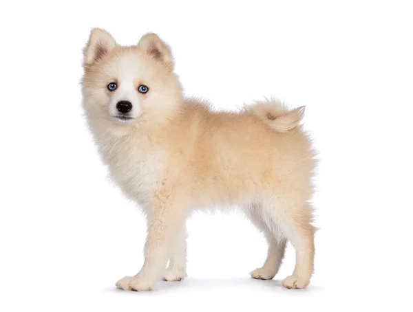 Adorable Fluffy Pomsky Dog Pup Standing Side Ways Looking Camera — Stock Photo, Image