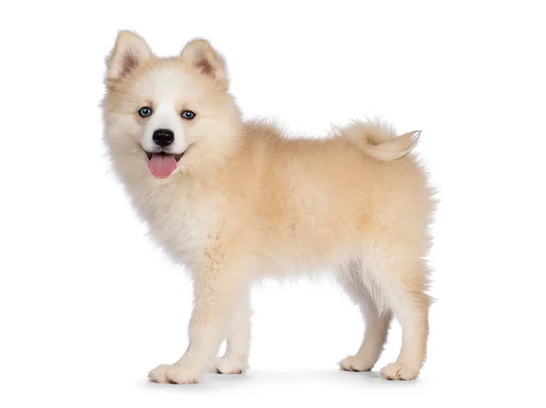 Adorable Fluffy Pomsky Dog Pup Standing Side Ways Looking Camera — Stock Photo, Image