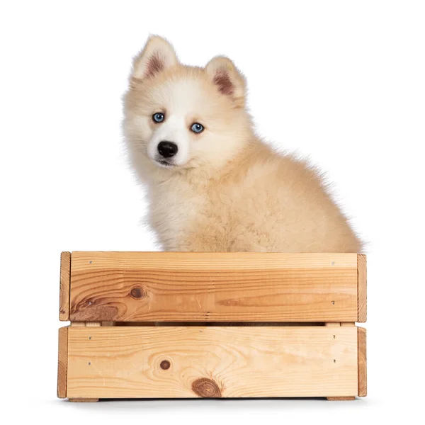 Adorable Fluffy Pomsky Dog Pup Sitting Wooden Crate Looking Camera — Stock Photo, Image