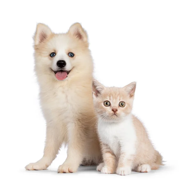 Şirin pomsky köpek yavrusu, İngiliz Shorthair kedi yavrusuyla birlikte oturuyor. Kameraya doğru bakıyorum. Beyaz bir arkaplanda izole edilmiş.