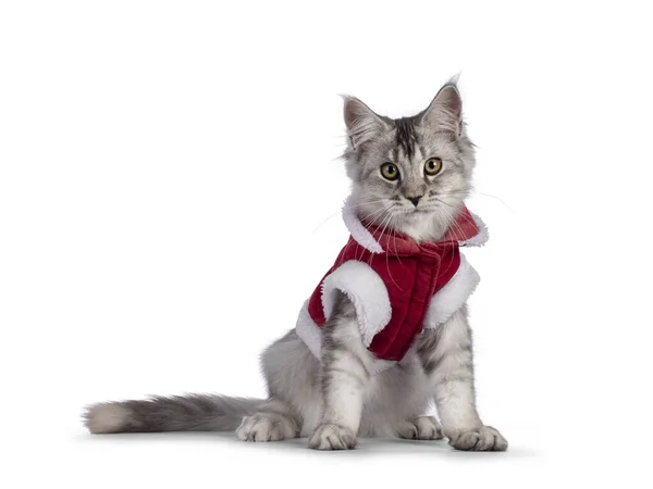Zoet Zilver Tikte Maine Coon Kat Kitten Zitten Zijwaarts Manieren — Stockfoto