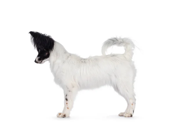 Excelente Blanco Negro Bronceado Epagneul Nain Papillon Cachorro Perro Pie — Foto de Stock