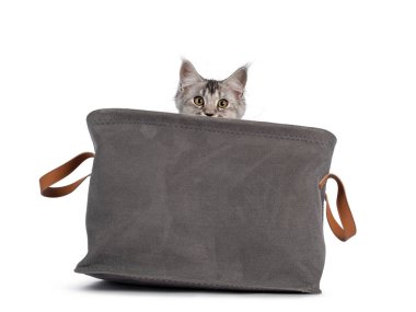 Tatlı Maine Rakunu kedi yavrusu, sepette oturuyor, geriye doğru düşüyor. Kenardan kameraya doğru bakıyor. Beyaz bir arkaplanda izole edilmiş.