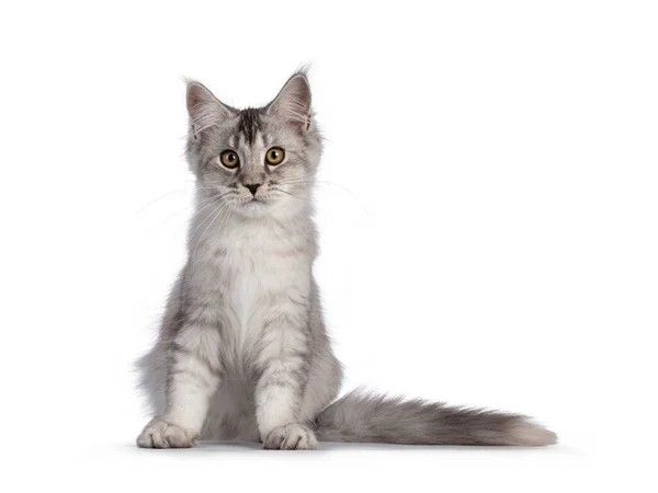 Cute Maine Coon Cat Kitten Sitting Facing Front Looking Camera — Stock Photo, Image