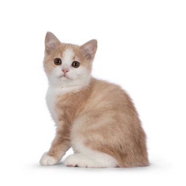 Sevimli kuyruksuz Manx kedi yavrusu, yan yana oturuyor. Tatlı, sarkık gözlerle kameraya doğru bakıyor. Beyaz bir arkaplanda izole edilmiş.