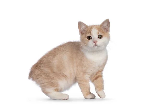 Adorable Gatito Gato Sin Cola Manx Girando Hacia Cámara Mirando —  Fotos de Stock
