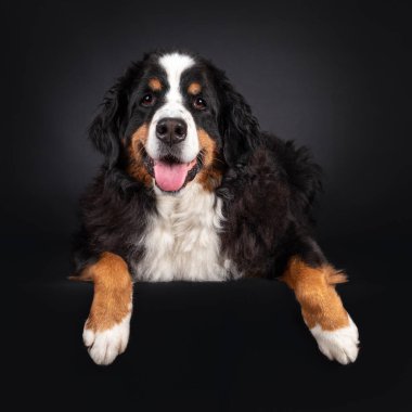 Majestic Berner Sennen köpeği, yüzükoyun uzanmış, pençeleri kenarda sallanıyor. Kameraya doğru bakıyorum. Siyah bir arka planda izole edilmiş. Ağzını aç, pembe dilini çıkar..